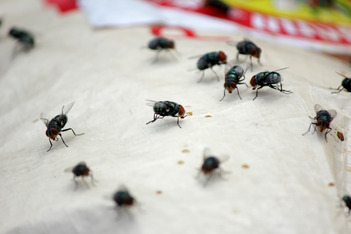 flies on garbage bag, towels