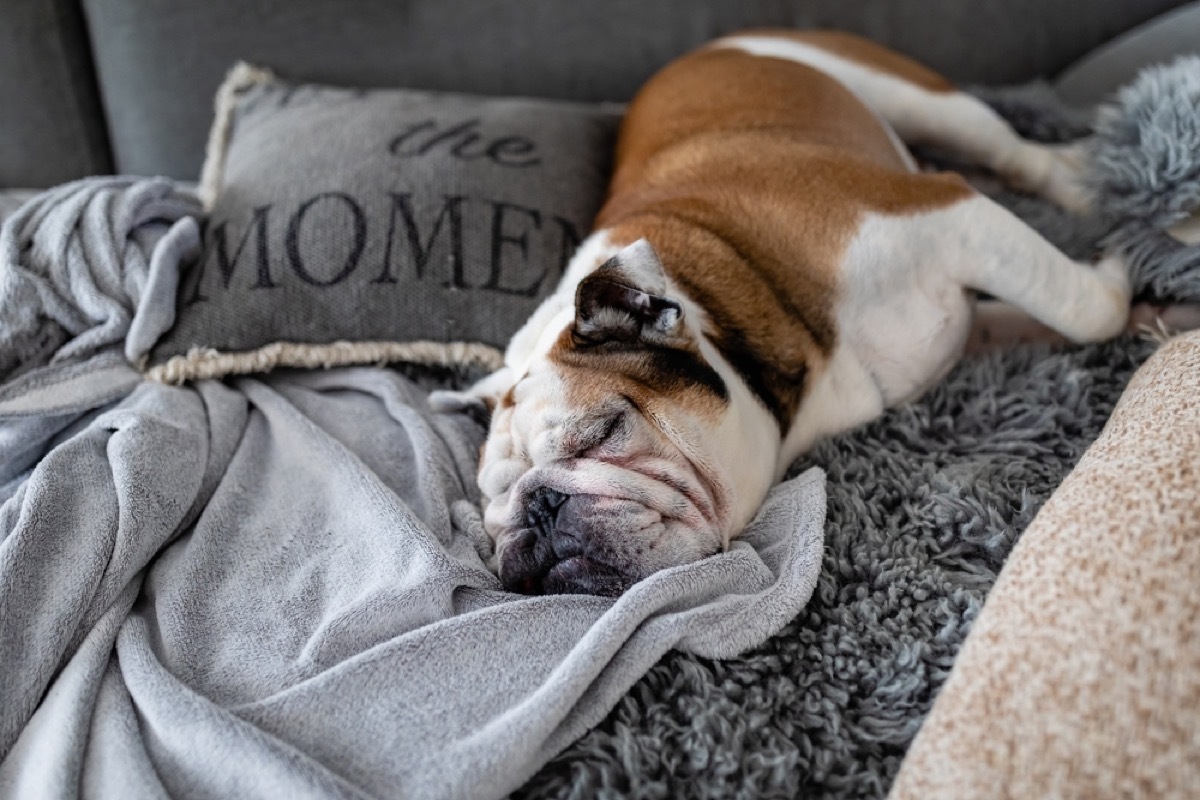 english bulldog sleeping on a blanket