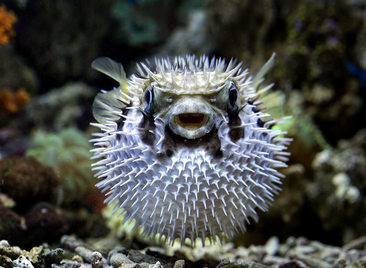 japanese puffer fish