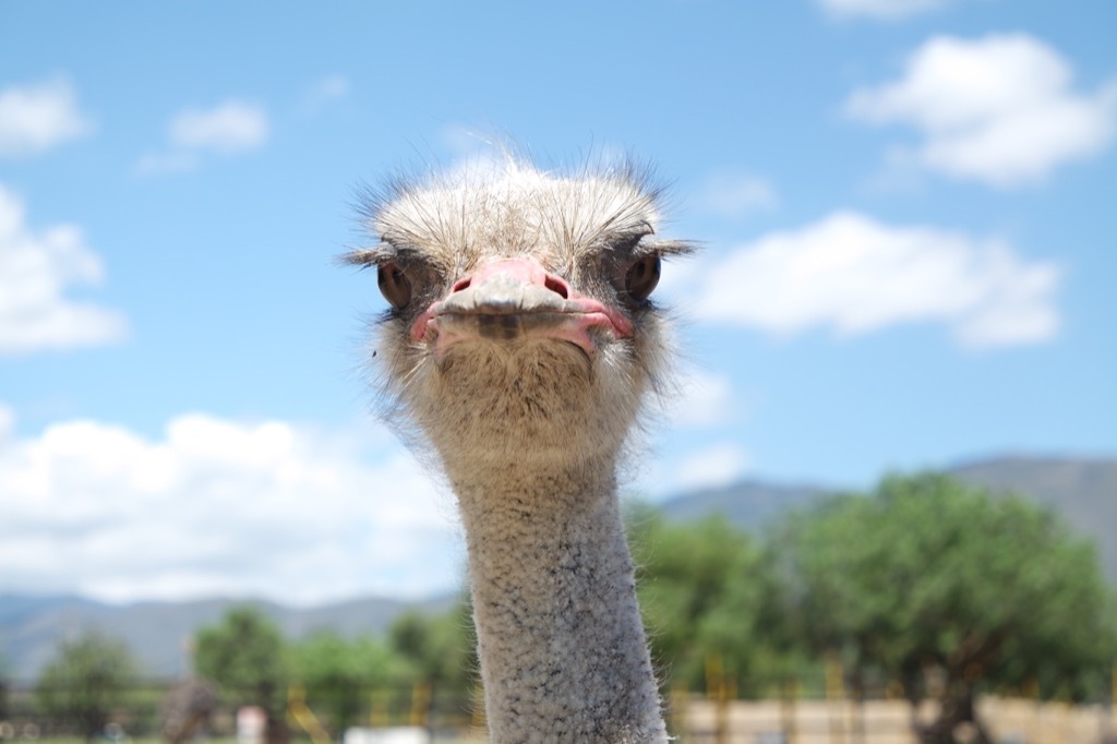 Ostrich head