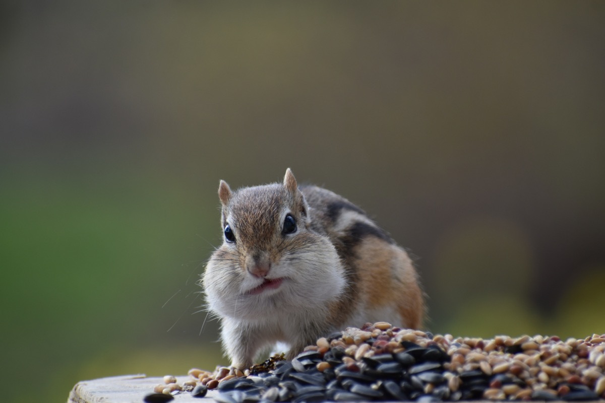 chipmunk eating birdseed on feeder