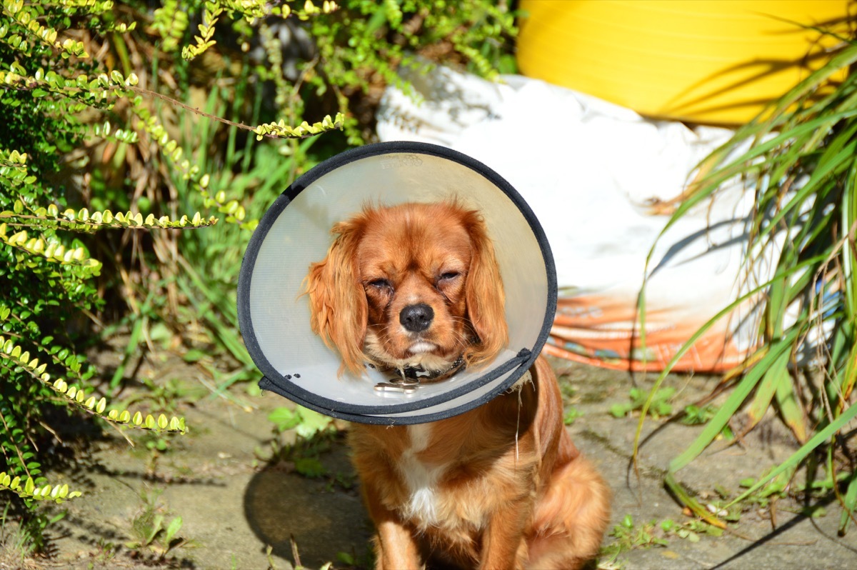 Dog outside wearing a collar