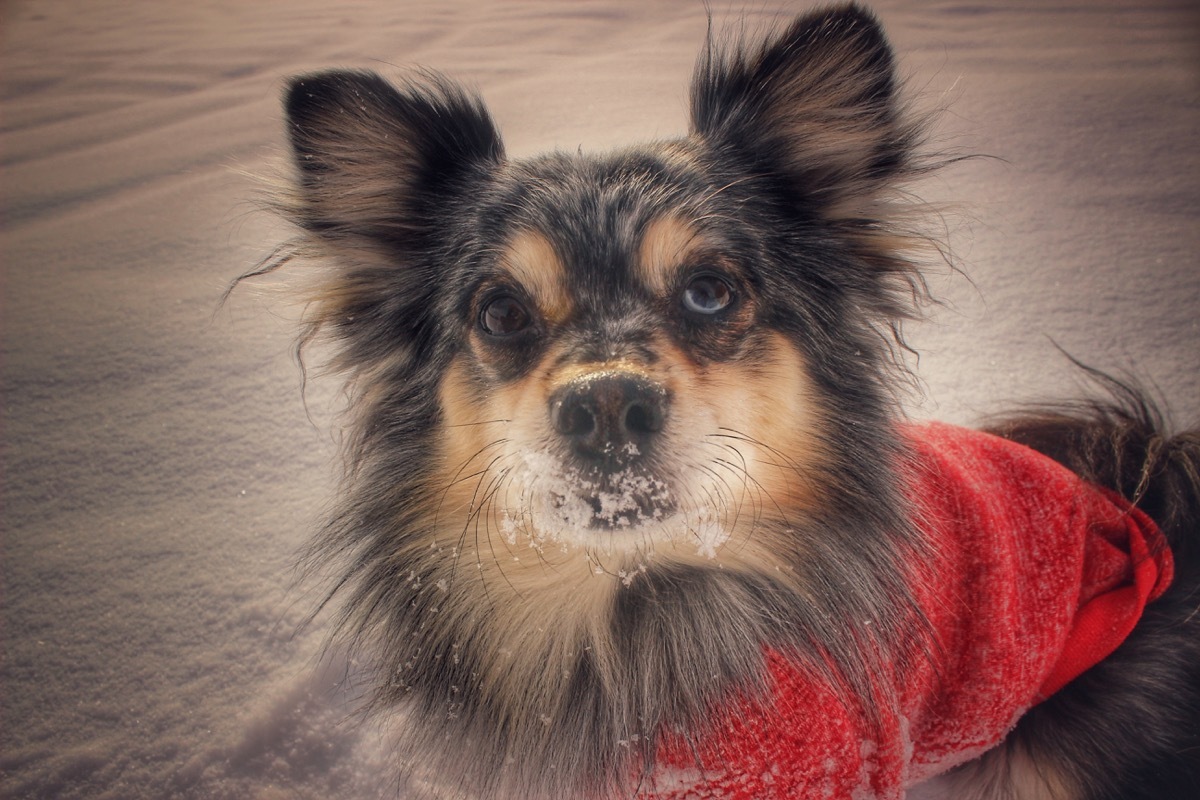 Aussie Pom Mixed Breed Dogs