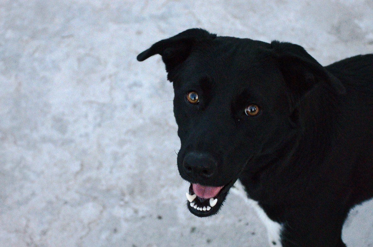 Border Collie/Labrador Retriever