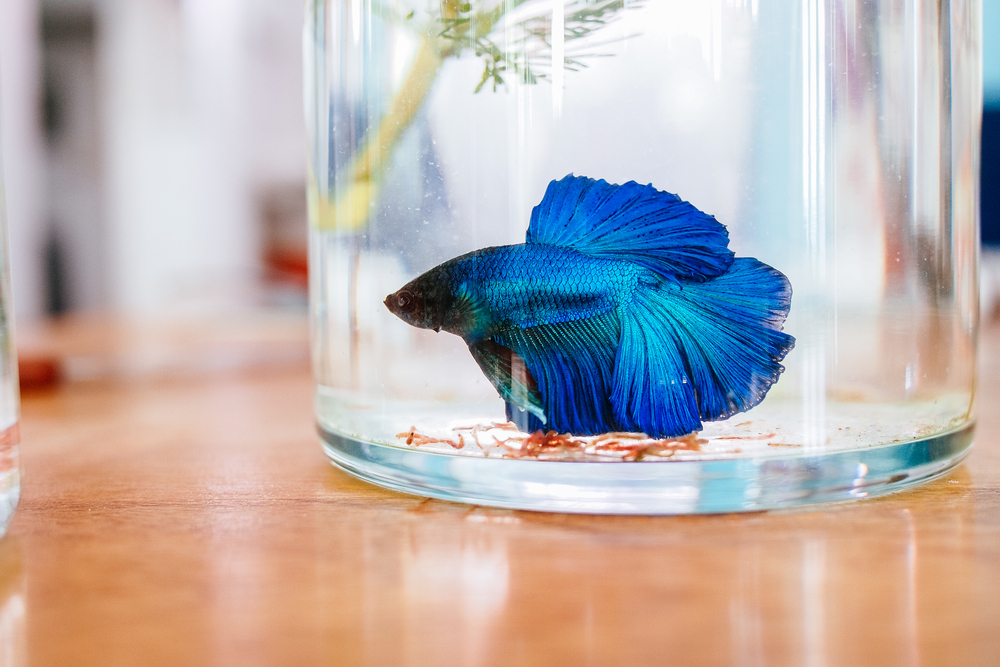 colorful betta fish in tank