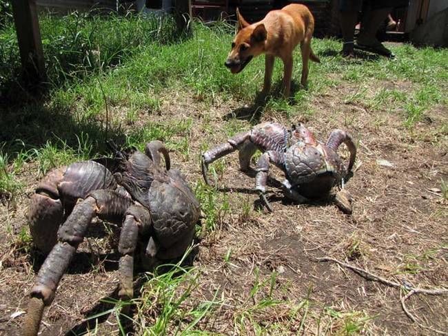 Man Sees Funny Looking Creature, Decides to Pick Him Up