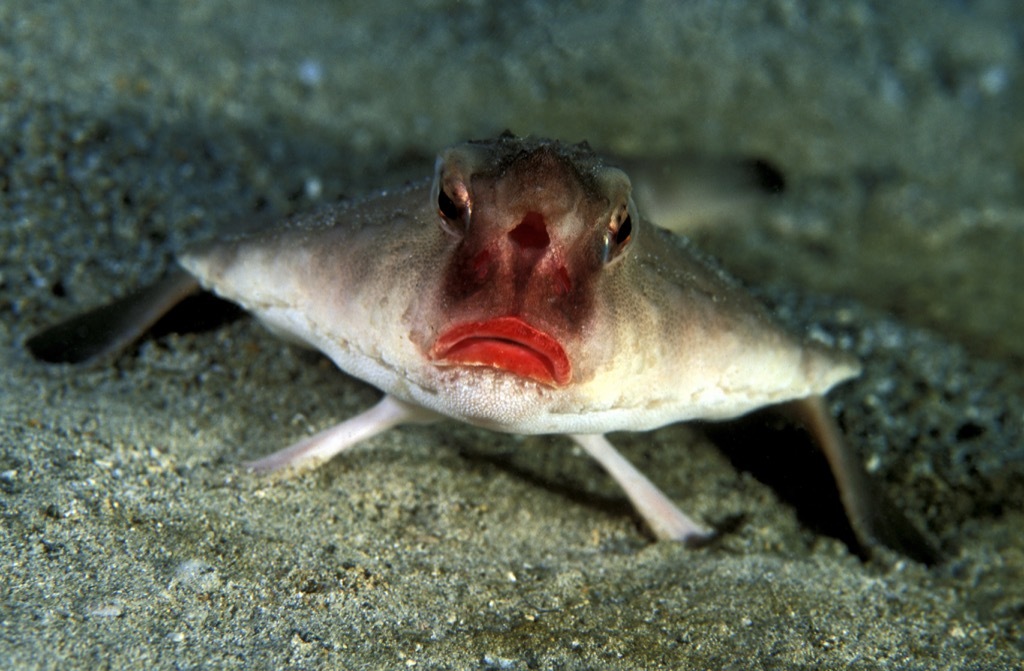 batfish