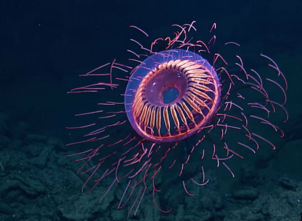 Halitrephes Massi sea creature