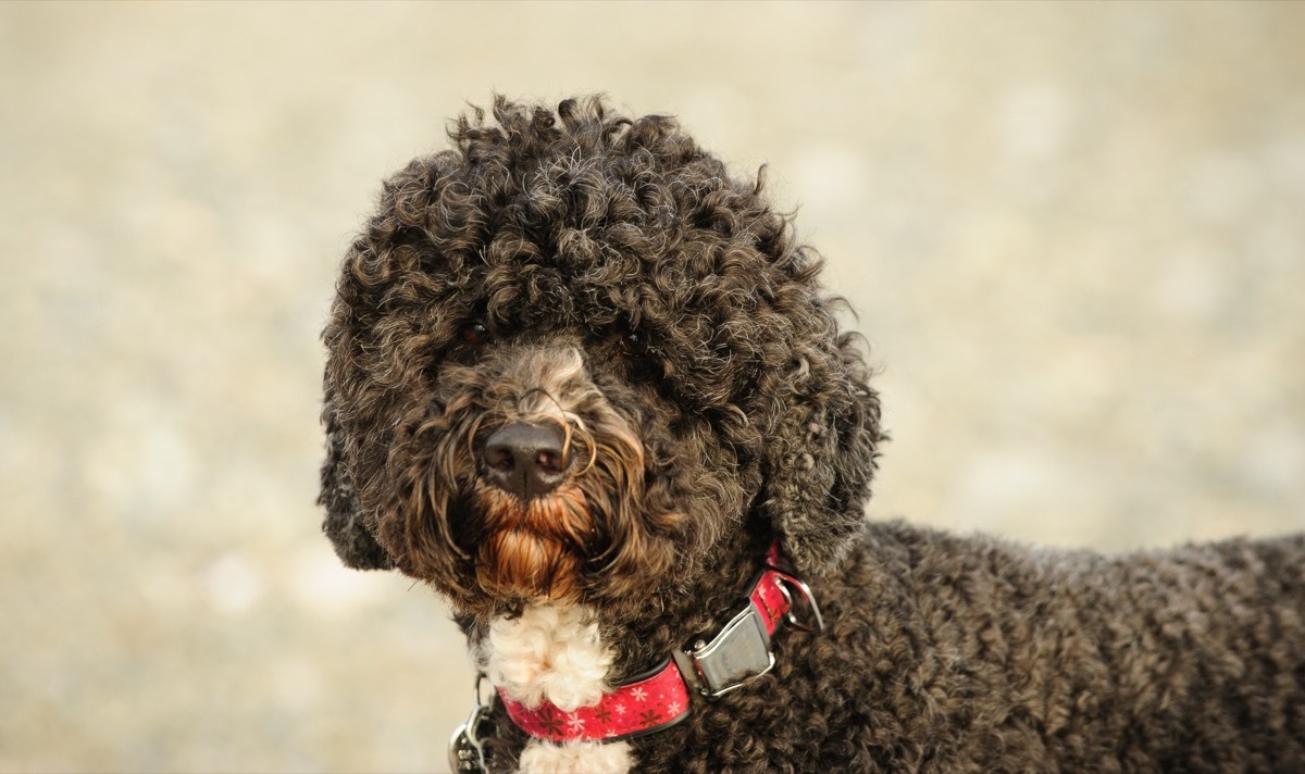 Portuguese Water Dog looking at camera with red collar