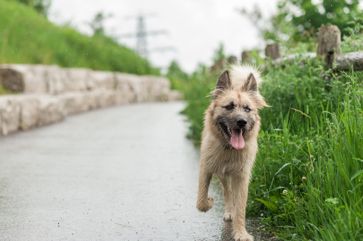 Irish Wolfsky