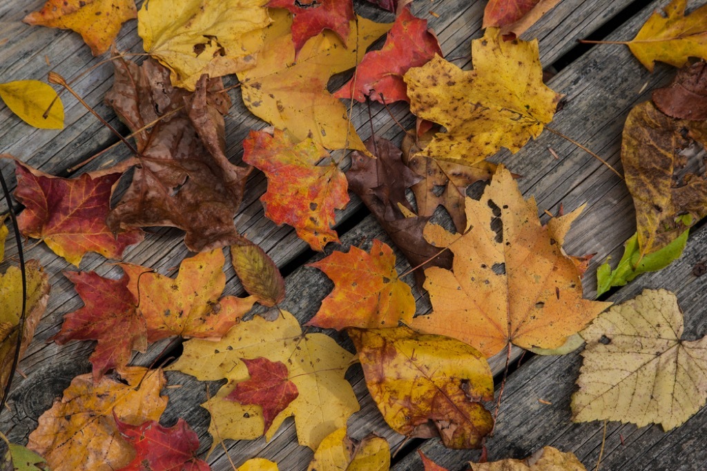 Autumn leaves on a wooden deck