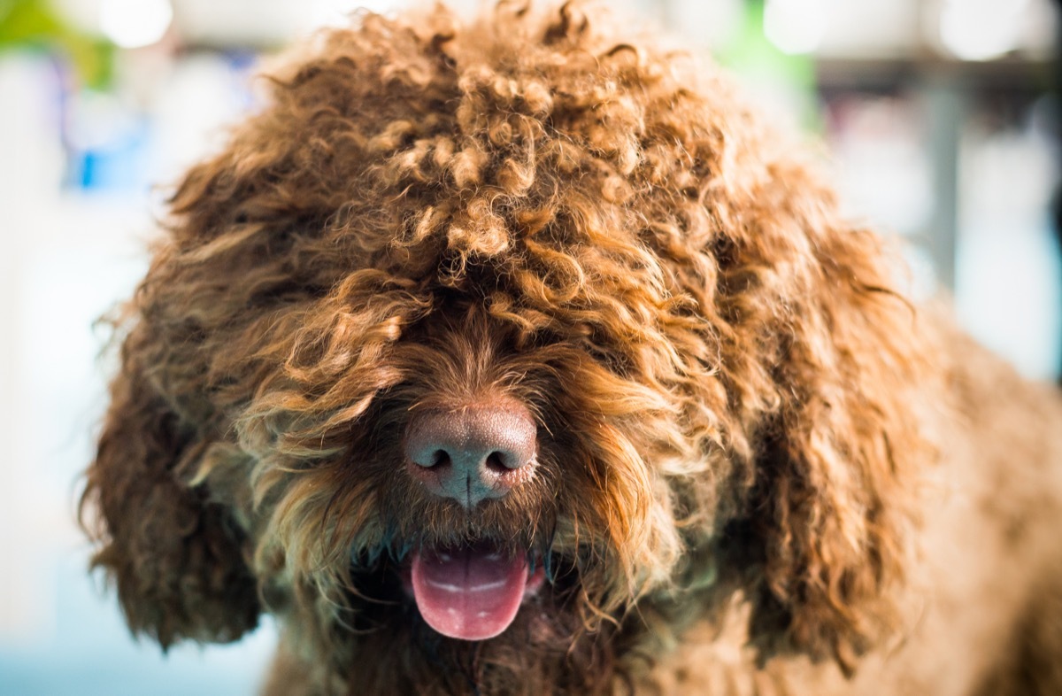 brown Barbet dog looking at camera