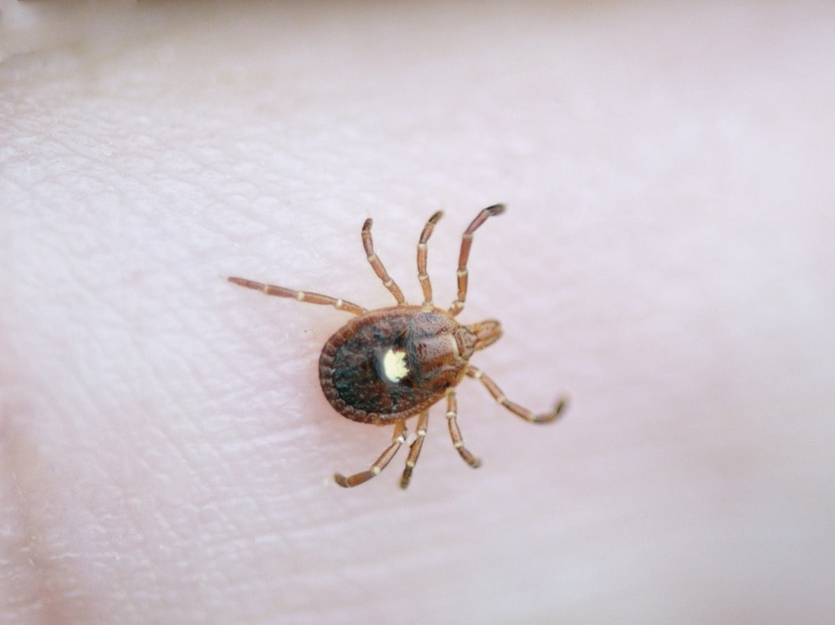 That's it, this is the Lone Star Tick, Amblyomma Americanum, crawling on my fingers as I wander through a local wetlands. It is a vector of several deceases including human monocytotropic ehrlichiosis, ugh! Sounds awfulÉ