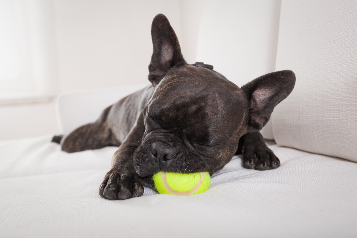 french bulldog sleeping with toy in its mouth photos of snoozing dogs