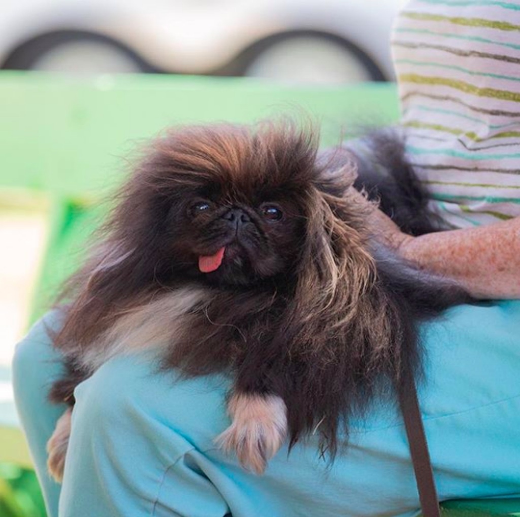 world's ugliest dogs