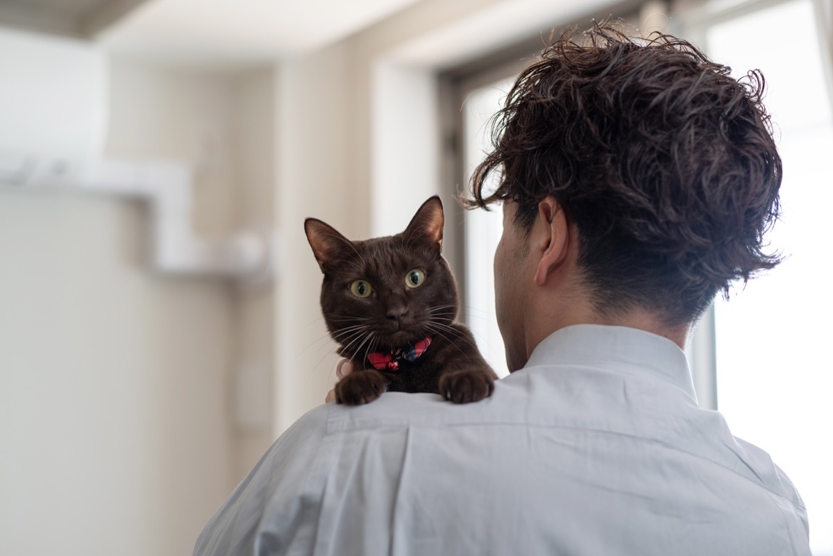 This cat's breed is American Burmese