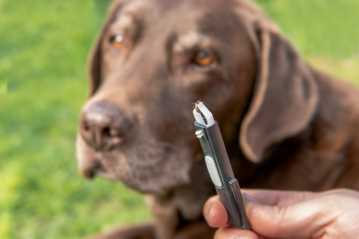 Close up of a pair of tweezers holding a tick that's been removed from the chocolate lab dog in the background