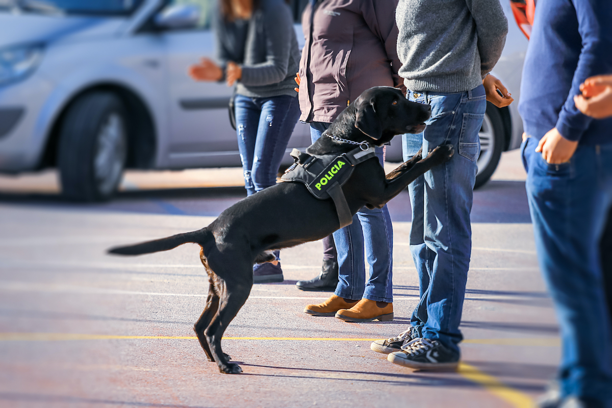 police dog smelling people