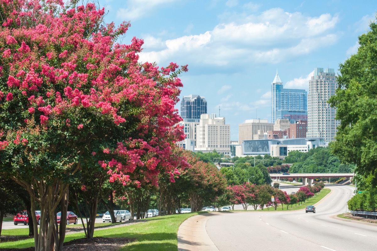 tree, road in raleigh, north carolina in summer