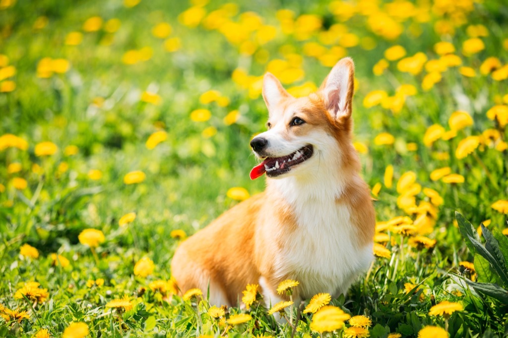 royal corgis