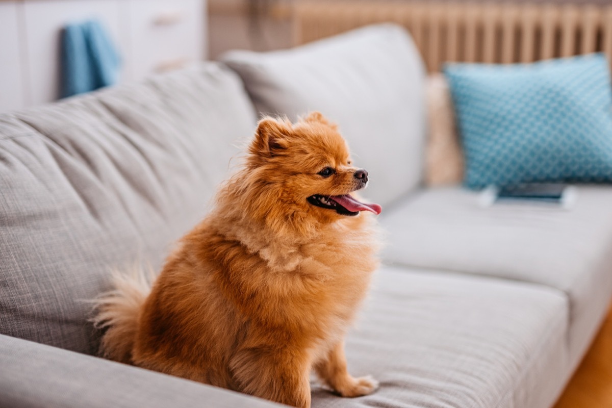 Cute Pomeranian dog sitting on the sofa in the living room in an apartment.