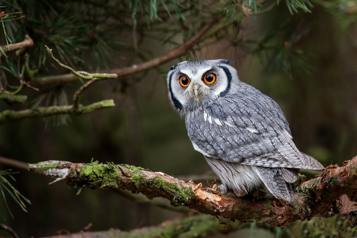 owl at a nature center