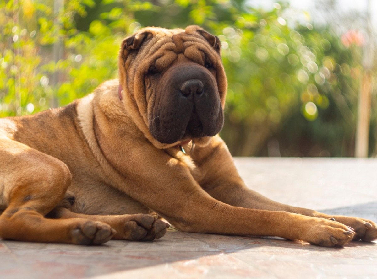 shar pei sitting outside