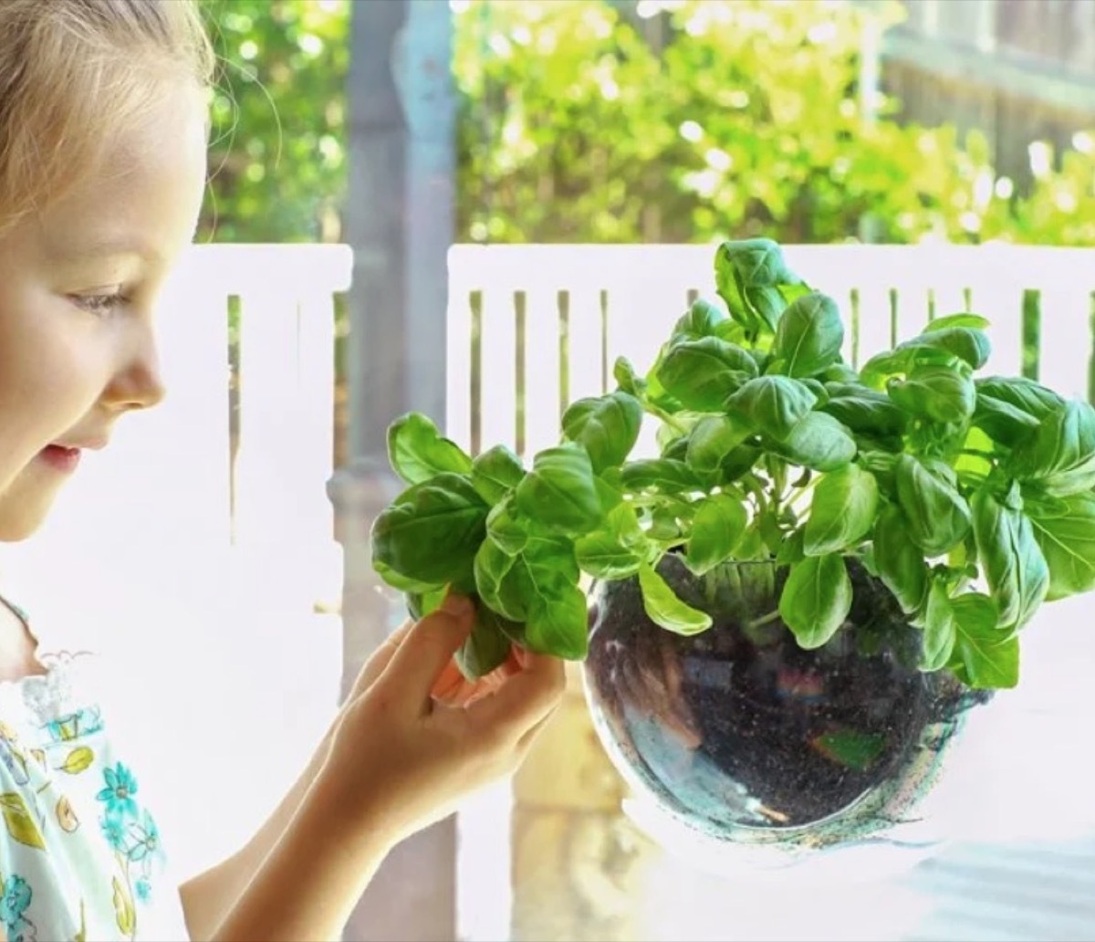 young white girl looking at plant attached to window with a clear half-orb suction cup planter