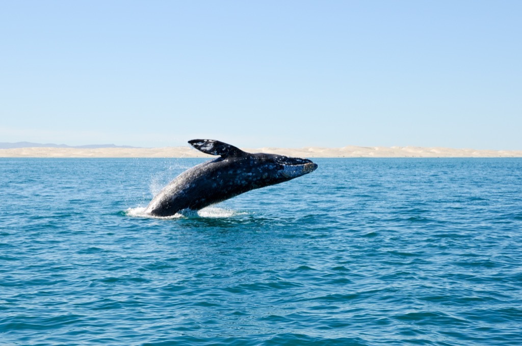 Gray whale jumping