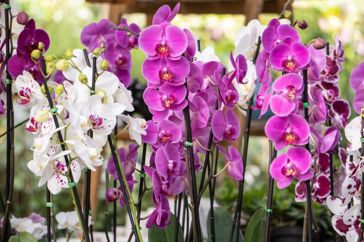 purple and white orchids