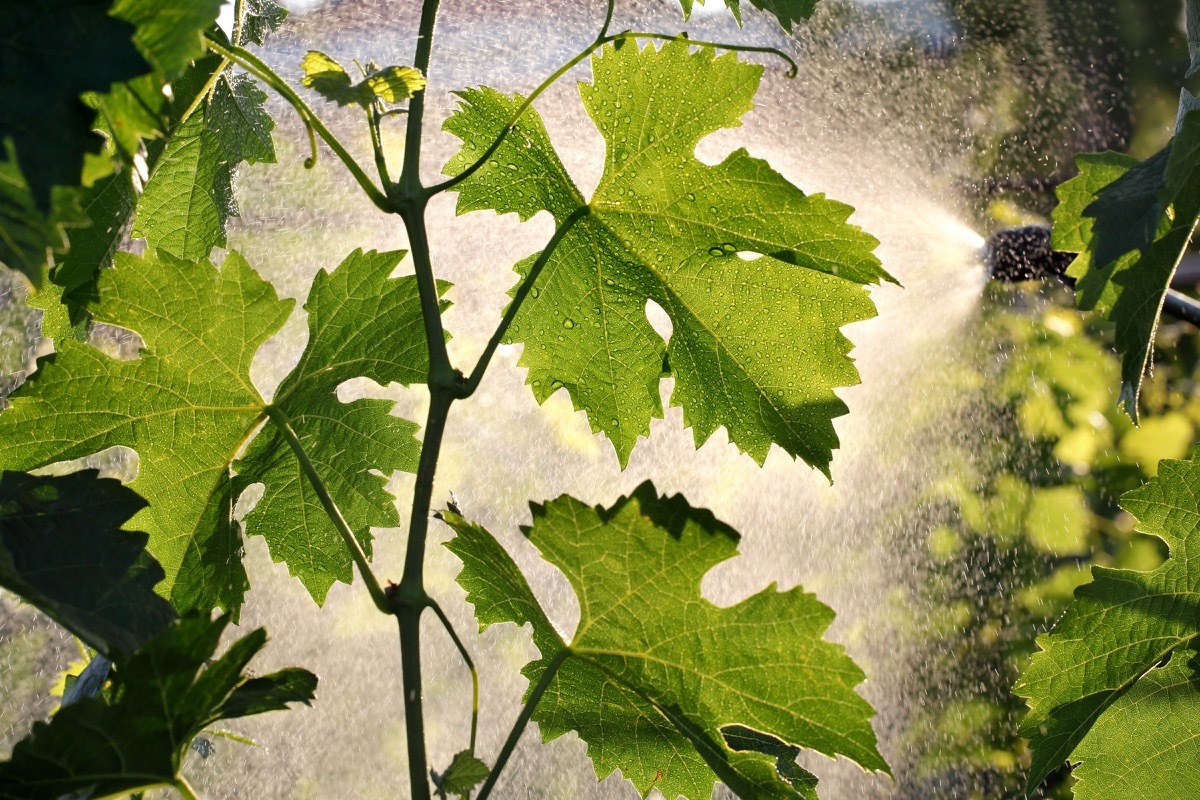 someone spraying chemical fertilizer on a vine