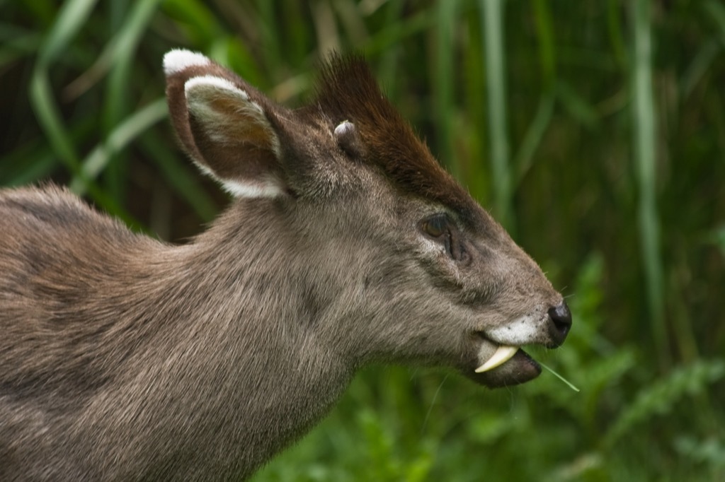 tufted deer