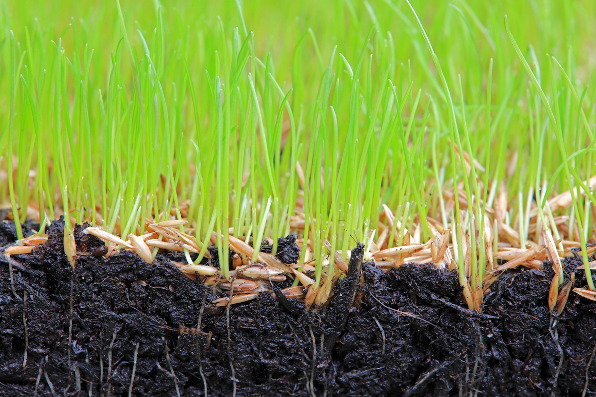 Close Up Of Grass Seeds Germinating In Soil.