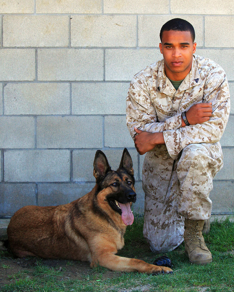 Lucca Iraq dog