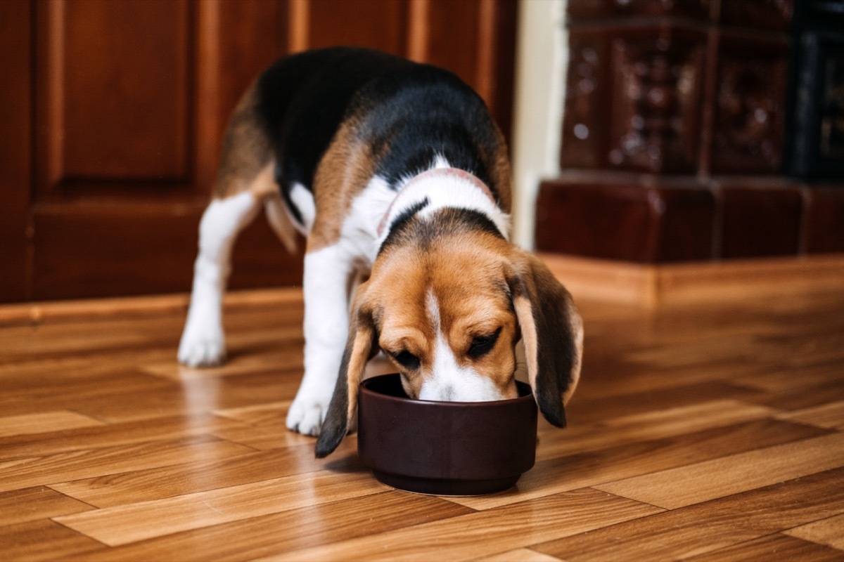 beagle eating dog food