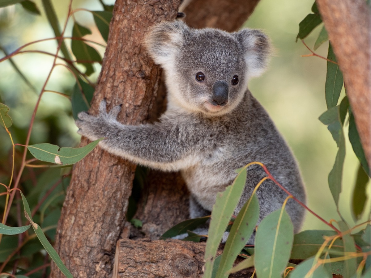 baby koala or joey in tree, dangerous baby animals