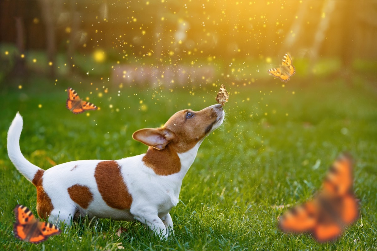 a dog in a butterfly field