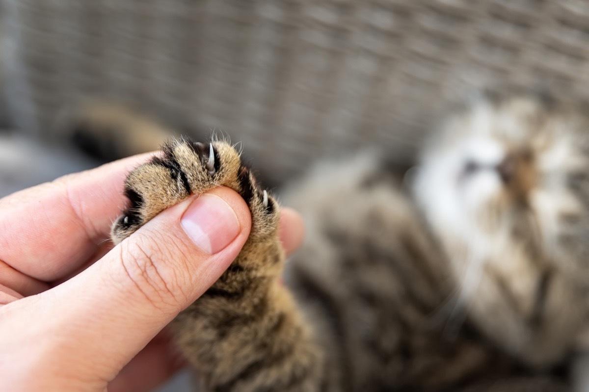 Close-up detail person owner holding small cute fluffy kitten paw with claws in hand. Animal abuse declawing surgical operation procedure. Pet care and love concept. Friendship of people and animal.