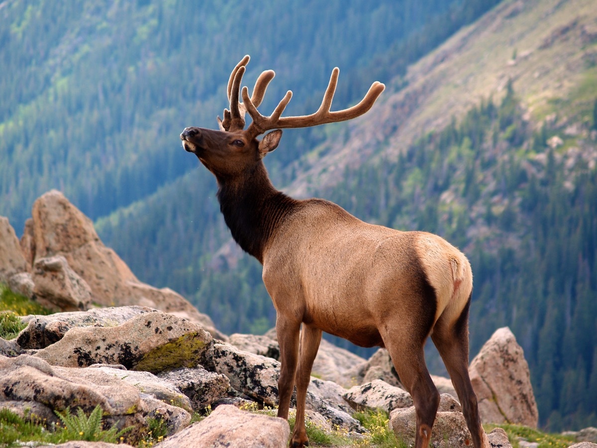 Elk at Rocky Mountain National Park