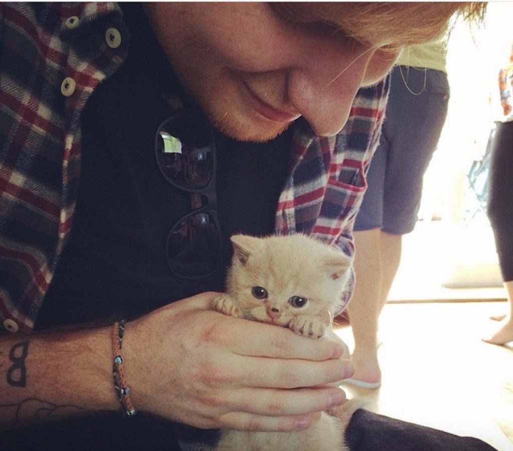 Ed Sheeran celebrities who look like their pets