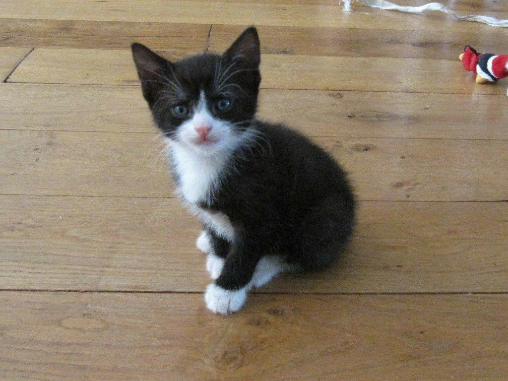 Image result for black and white kitten