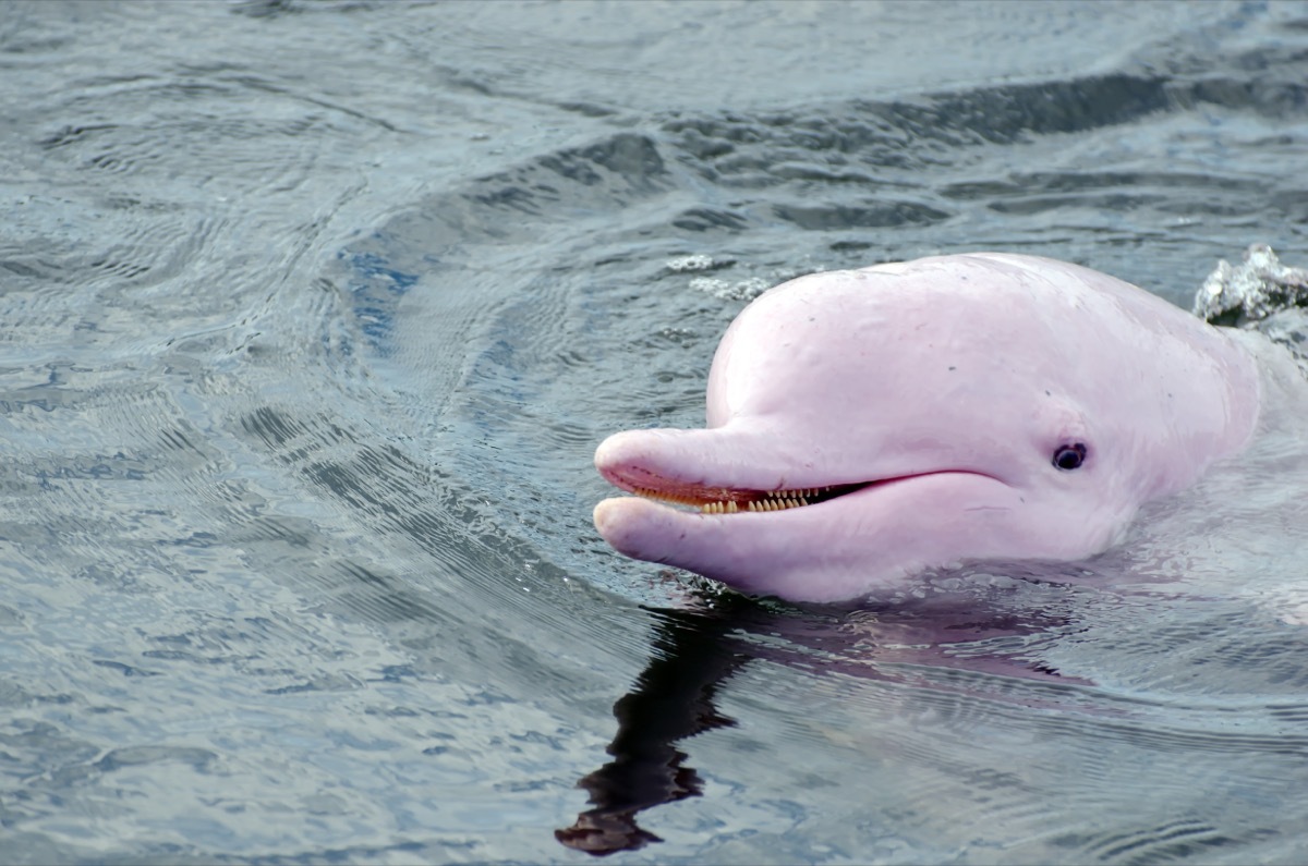 pink dolphins