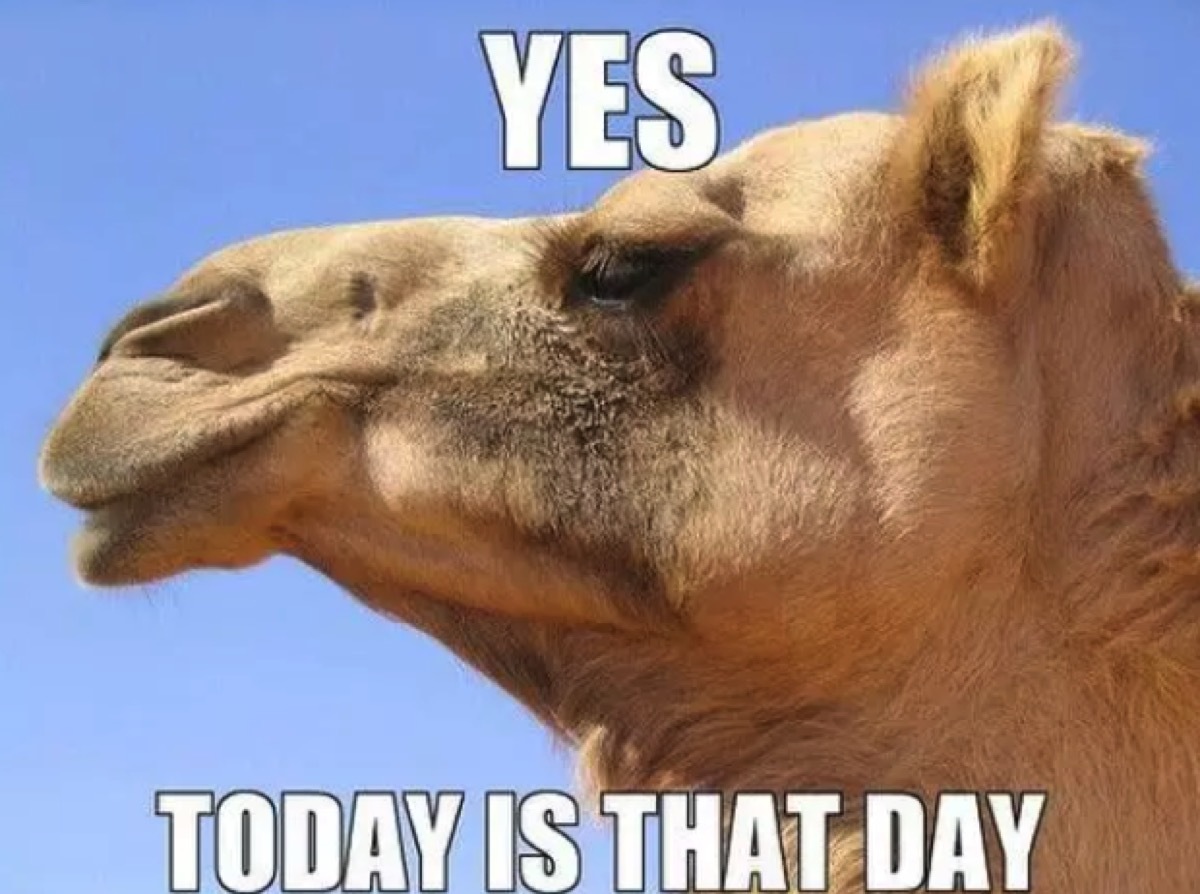 it's wednesday camel, hump day memes