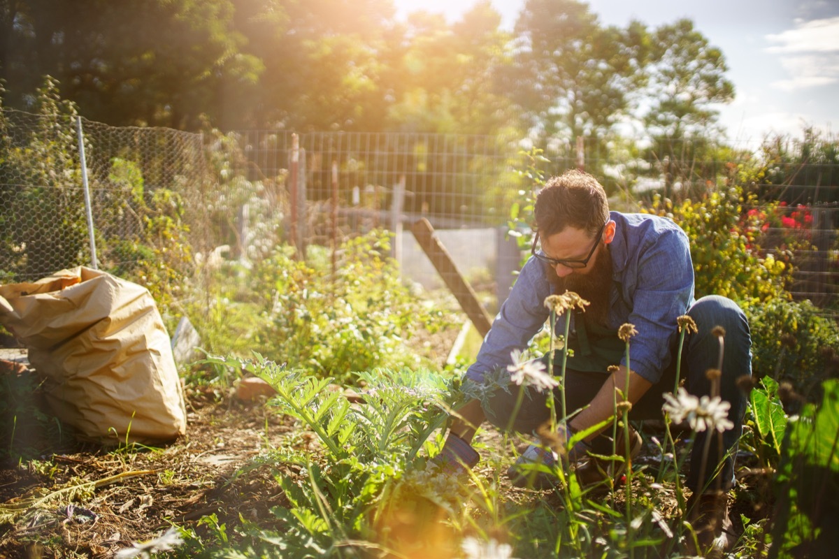 man planting, gardening, bending down in a garden