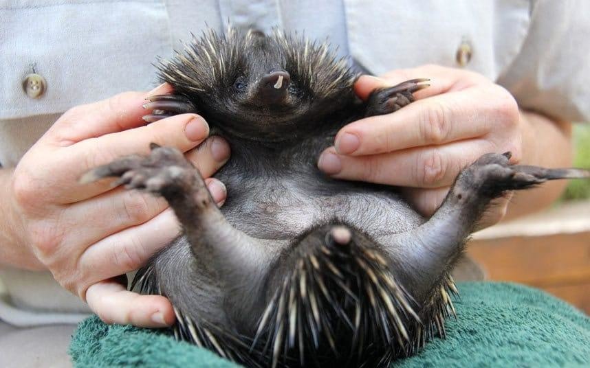 A Hog With Spines