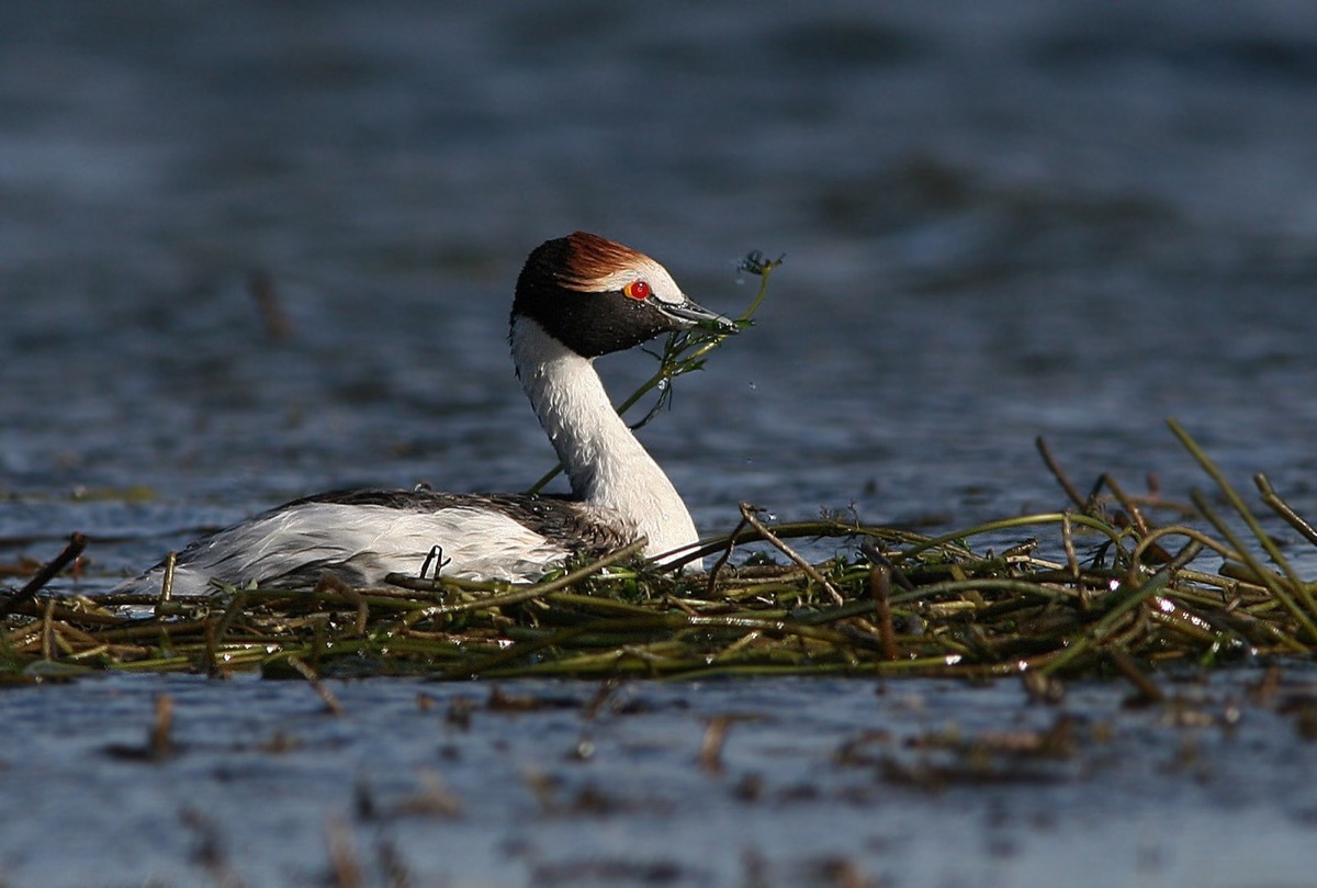 Hooded Grebe