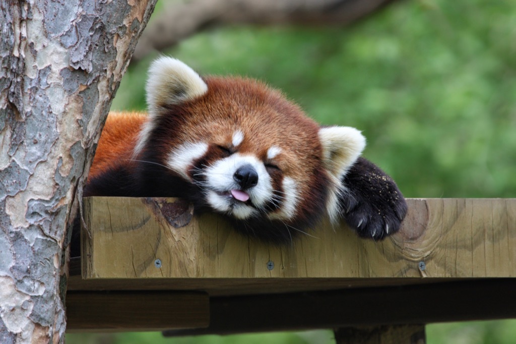 sleeping red panda