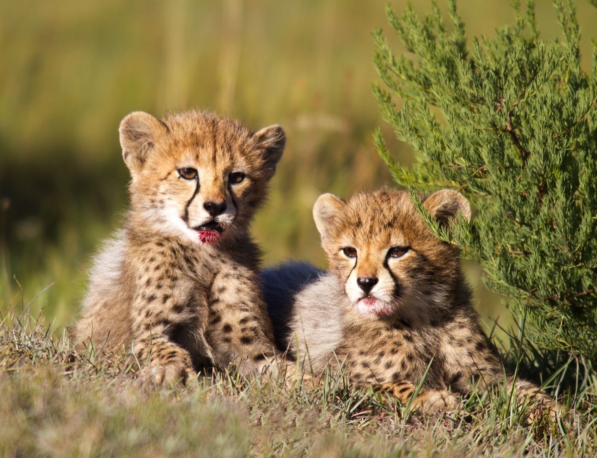 baby cheetahs in field, dangerous baby animals