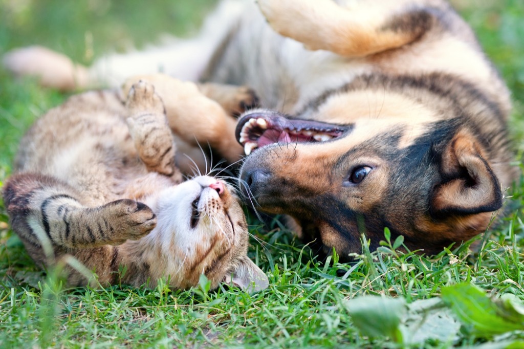 cats are likely smarter than cats