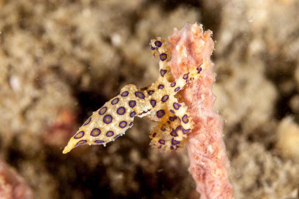 Blue ringed octopus